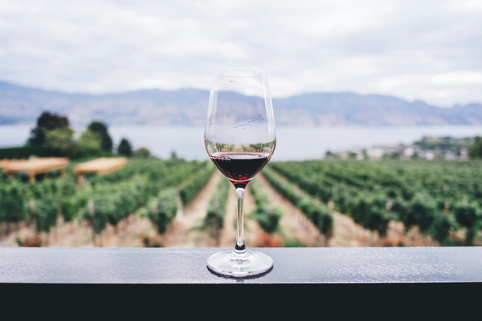 A glass of wine overlooking the vineyards